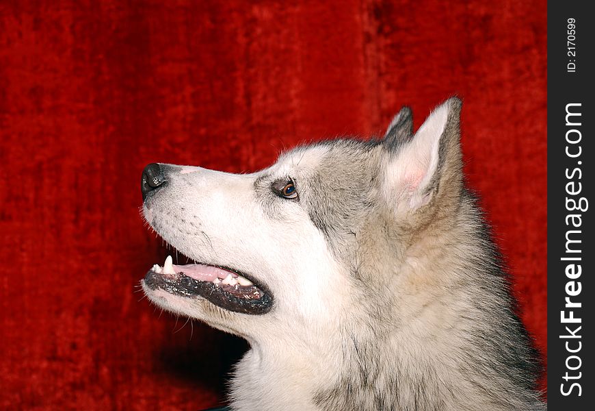 Dog show. The Alaskan malamute. Dog show. The Alaskan malamute