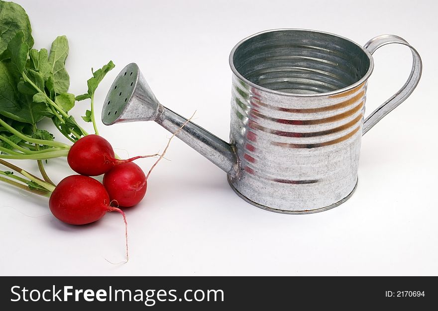 Radish and metal watering can. Isolated on white background