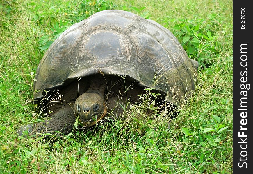 Big land tortoise at the Galapagos ISlands