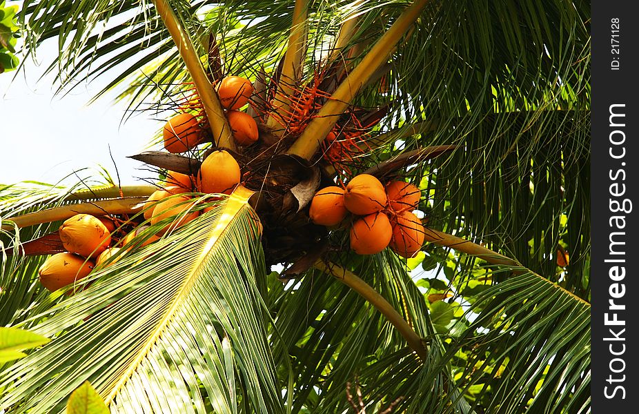 Clusters of orange colored nuts on a tropical palm. Clusters of orange colored nuts on a tropical palm
