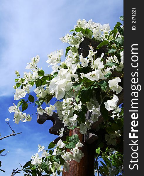 White Bouganvillea on a pergola post against the backdrop of blue sky and a light cloud