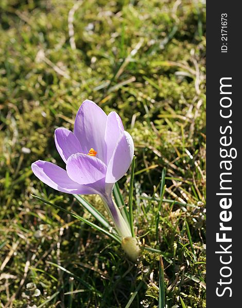 First spring flower and green grass (Crocus - Crocus longiflorus)