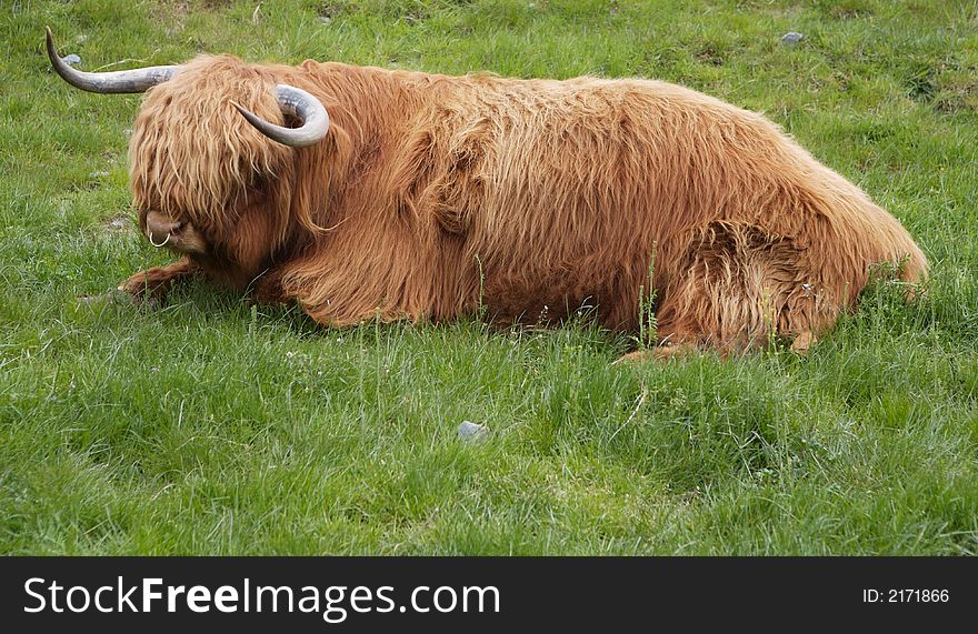 Highland cow in New Zealand