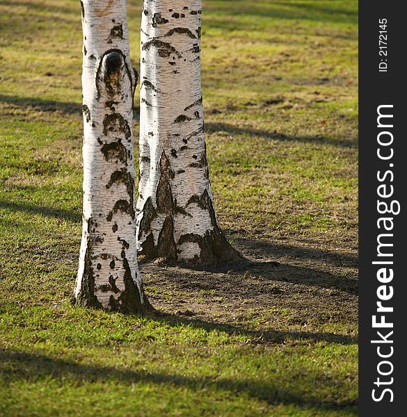 Two trunks of birches on a lawn. Two trunks of birches on a lawn