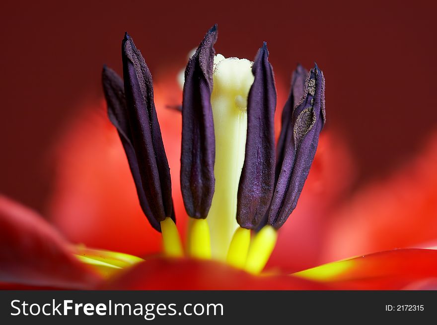 The heart of a red and yellow tulip flower. The heart of a red and yellow tulip flower