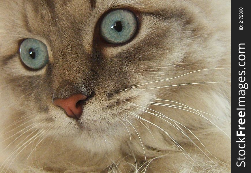 A close up of our cat, Lucky - he has such great eyes