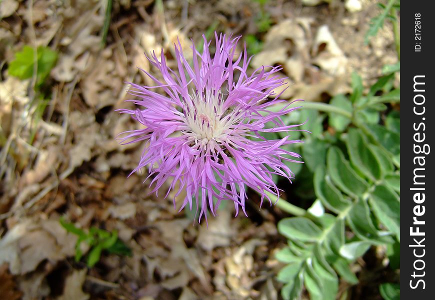 Lilac mountain flower, macro shot