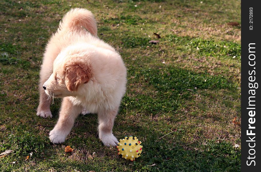 Small labrador playing on the green grass