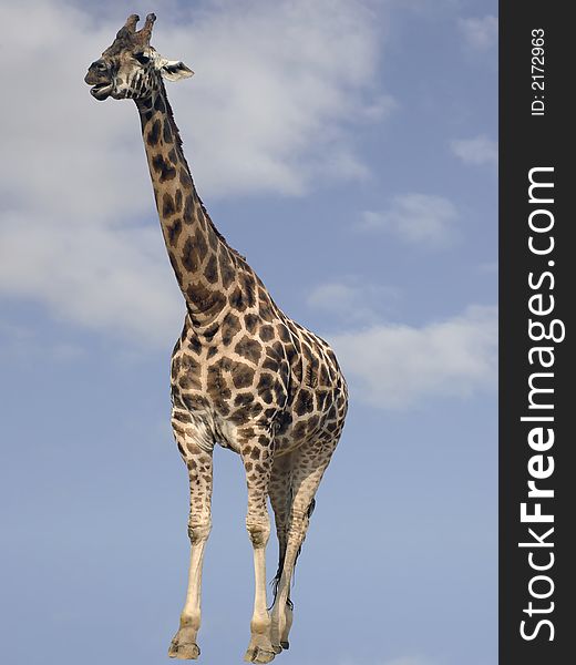 Giraffe with head in the clouds