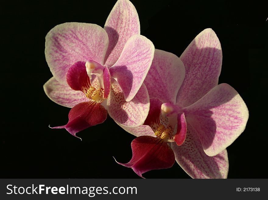 Two violet orchid phalaenopsis