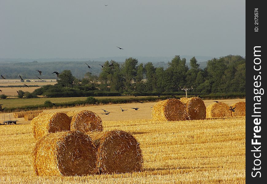 Farmers field Hay Bales and birds on a summer day at beddingham east sussex. Farmers field Hay Bales and birds on a summer day at beddingham east sussex