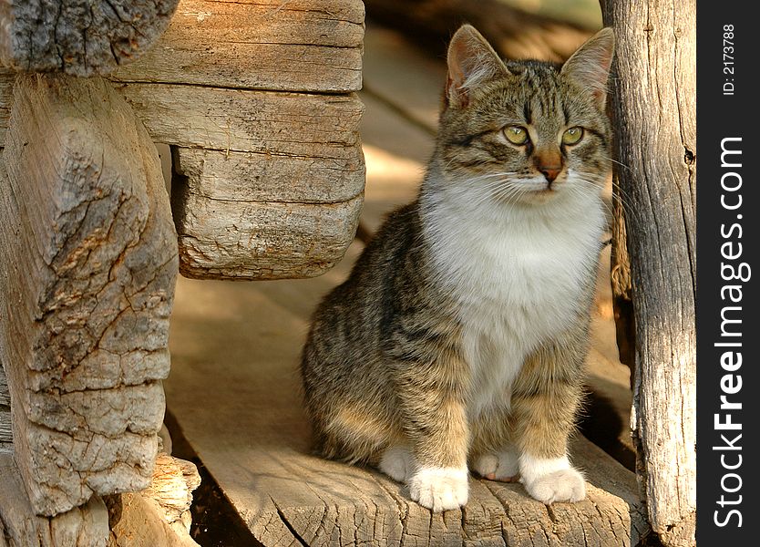 Spotted cat stand in the entrance of a house