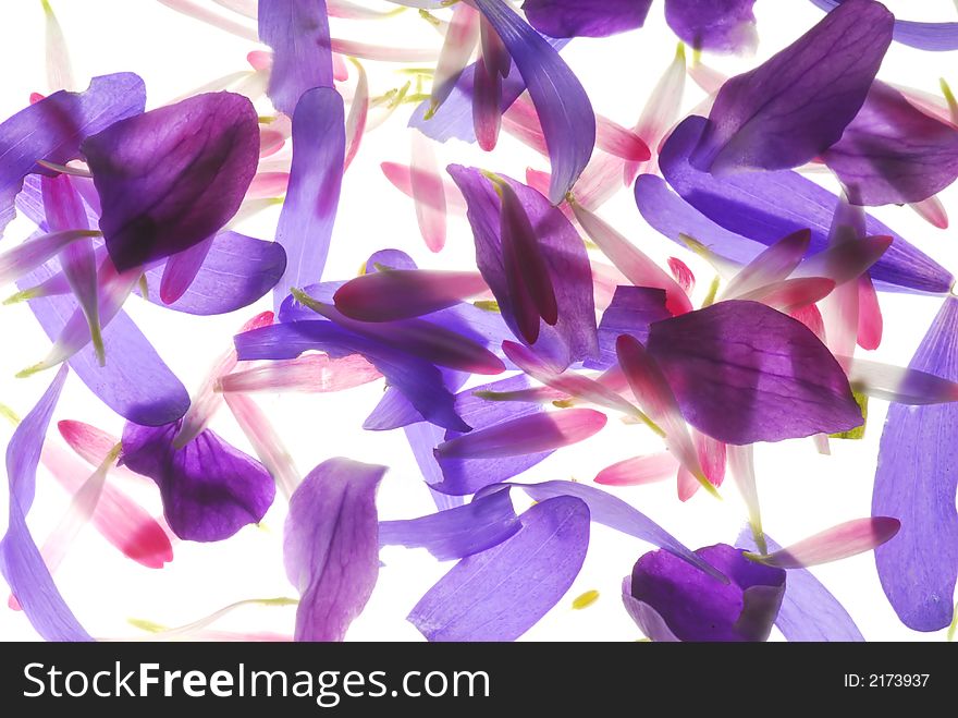 Blue and pink petals on light box