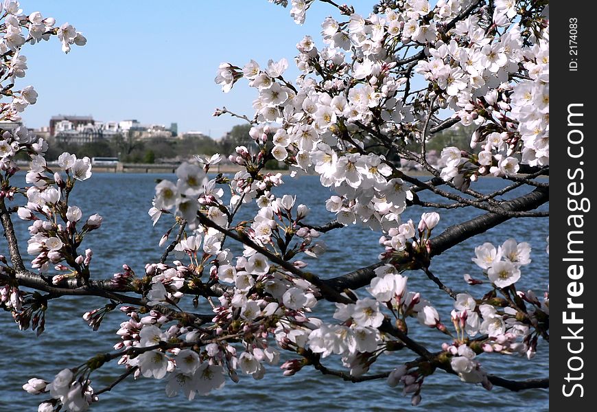 Photo of early blooming Cherry Blossoms in Washington, DC during the beginning of Spring at the Tidal Basin. Photo of early blooming Cherry Blossoms in Washington, DC during the beginning of Spring at the Tidal Basin