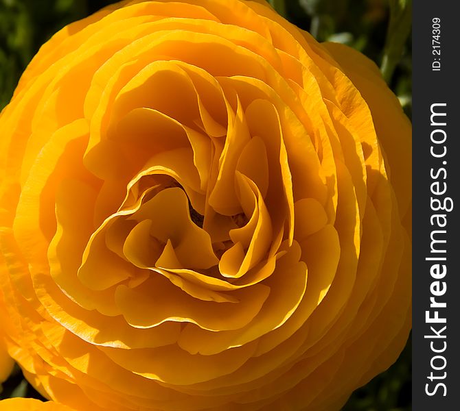 Closeup on an orange Ranunculus flower. Closeup on an orange Ranunculus flower