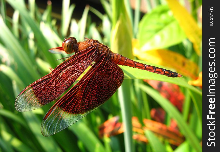 Red dragonfly, very beautiful, resting