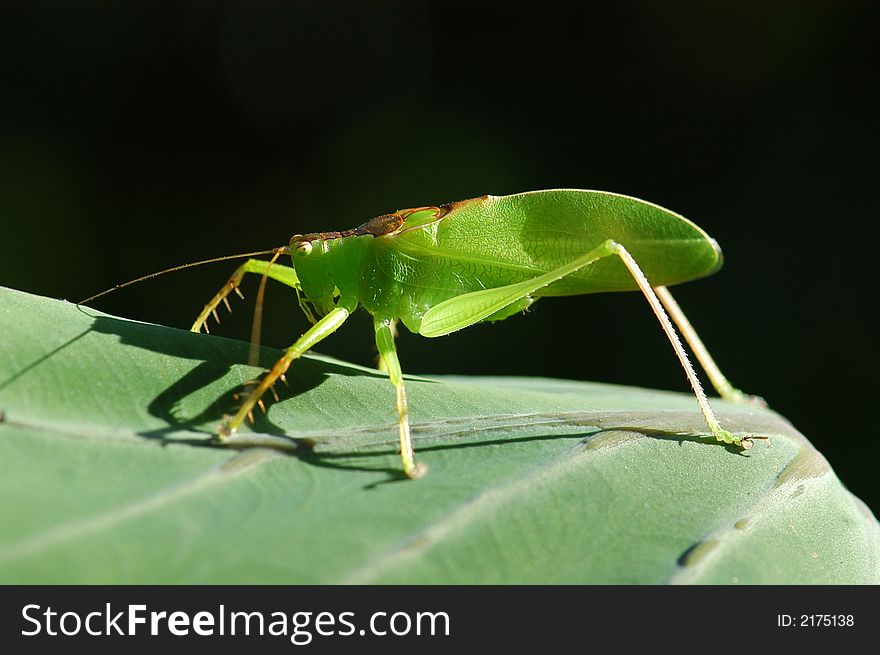 A small green katydid in the gardens