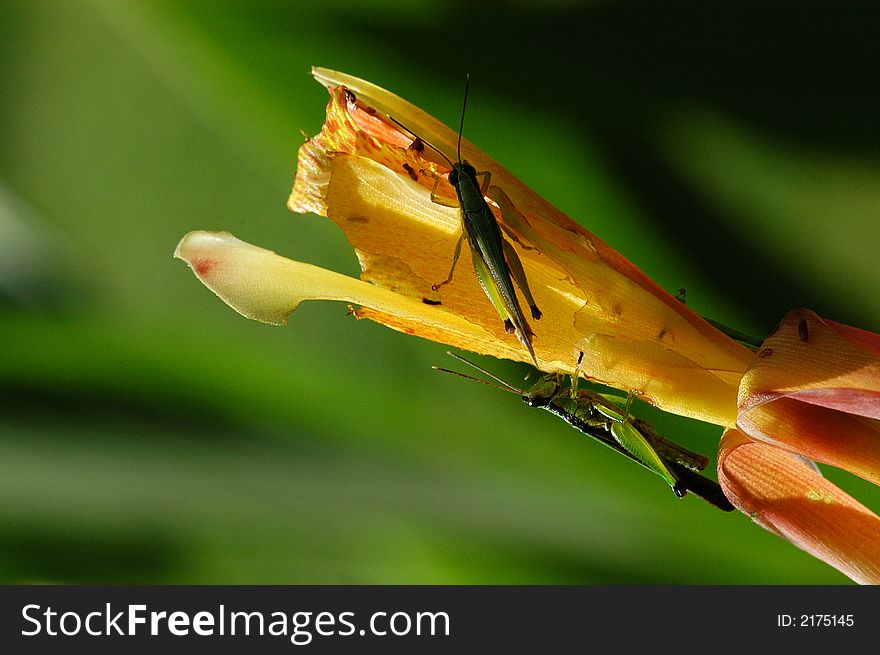 A small grasshopper in the gardens
