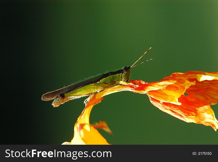 A small grasshopper in the gardens
