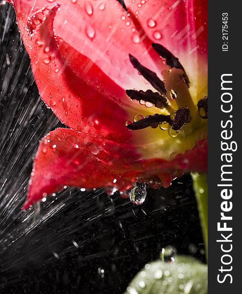 Tulip in the rain