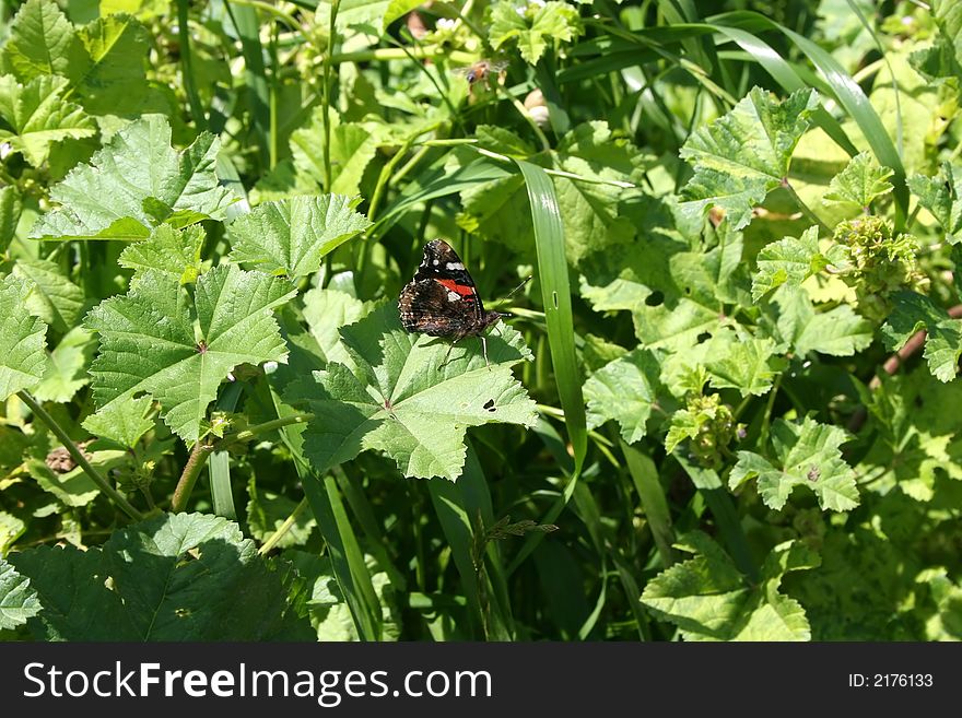 Butterfly On Greens