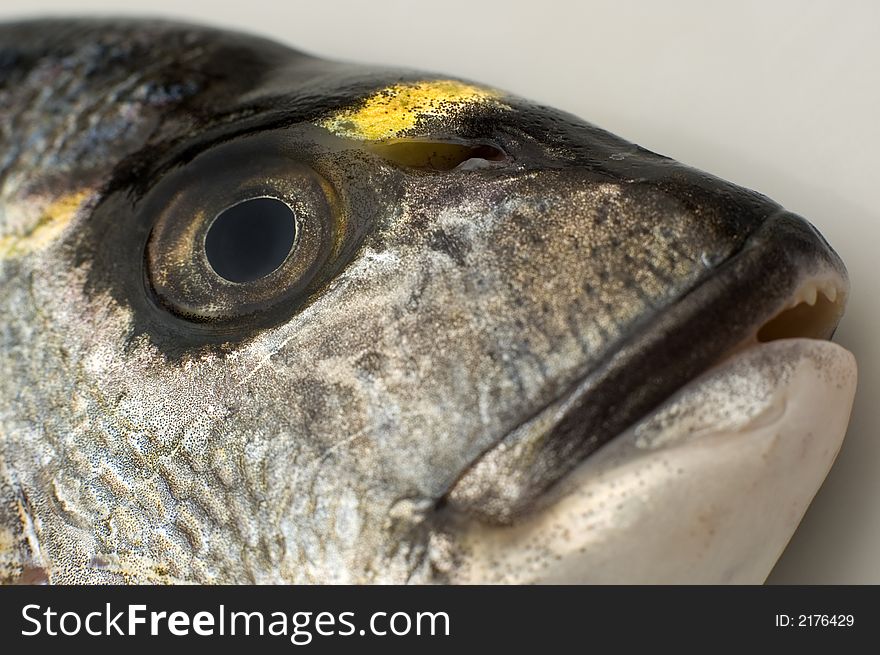 Gilthead sea fish head close up shoot