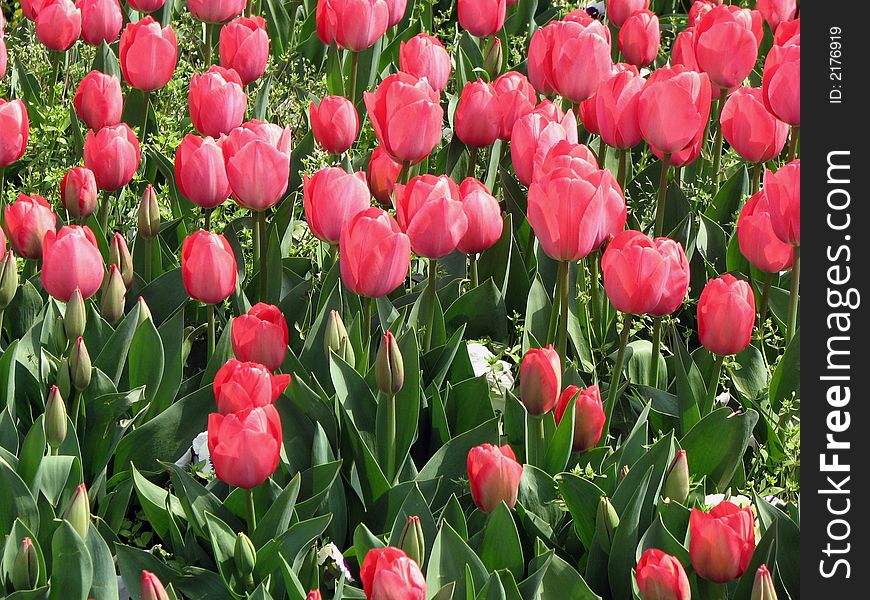 Red tulip field, tulips, field flowers, garden green. Red tulip field, tulips, field flowers, garden green