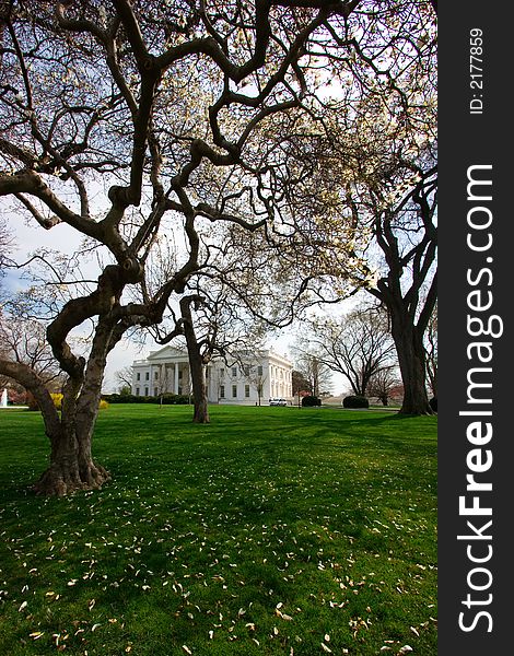 The White House on a bright spring day with cherry blossoms. The White House on a bright spring day with cherry blossoms