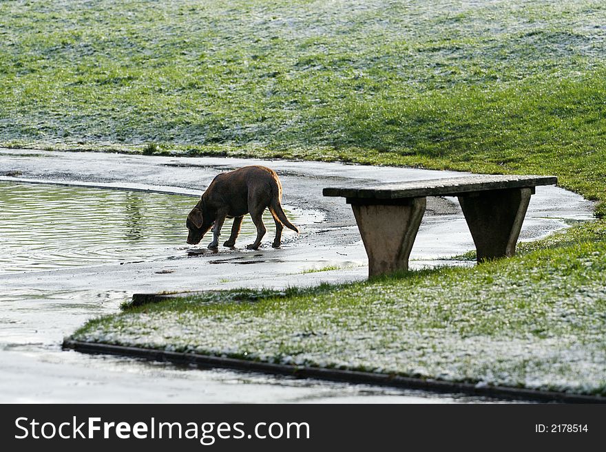 Dog drinking from a lake on a wintery morning. Dog drinking from a lake on a wintery morning