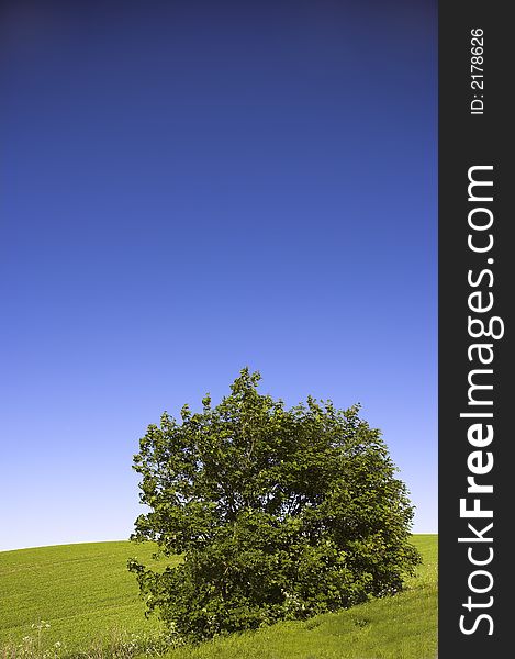 A photo of an isolatad tree on a hill. Lots of room for text in the blue sky area.