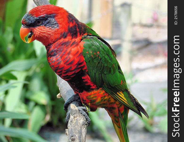 Close-up of colorful bird on limb. Close-up of colorful bird on limb