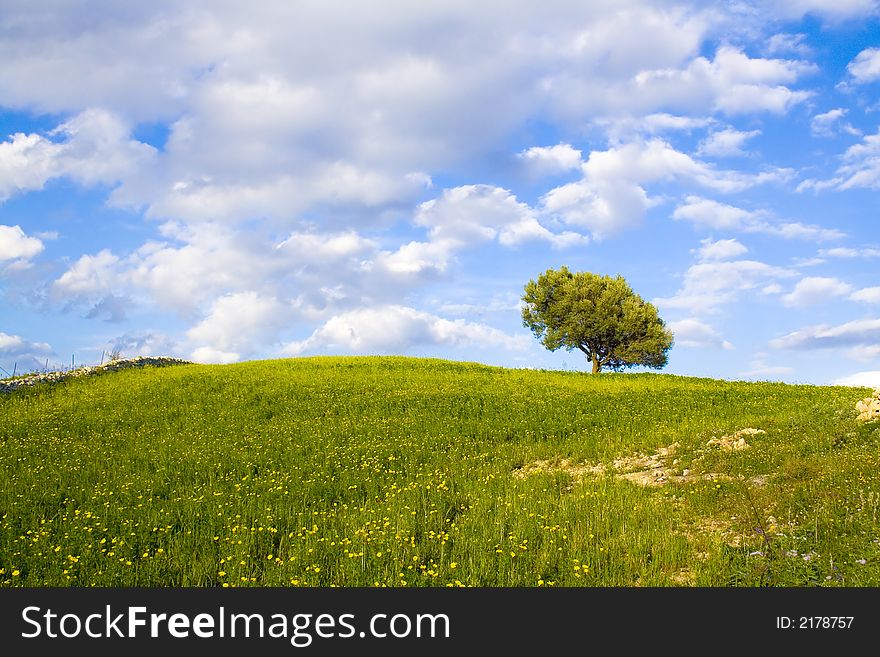 The sicilian landscape, an isolated tree in the country