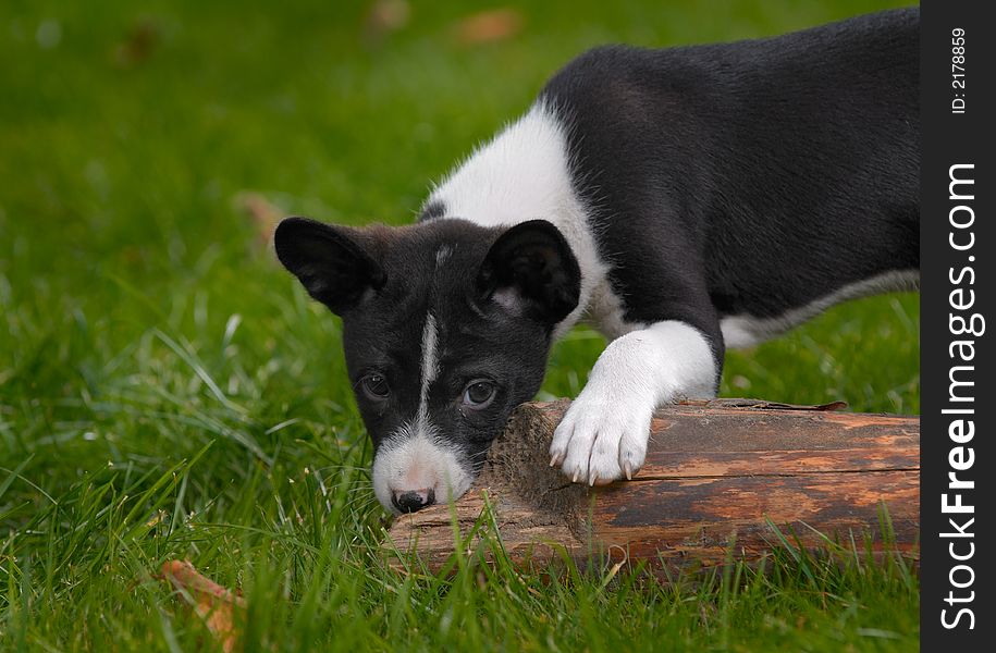 Litle puppy basenji on green grass. Litle puppy basenji on green grass