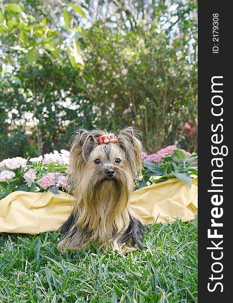 Yorkshier terrier adult sitting in front of flowers with red bow. Yorkshier terrier adult sitting in front of flowers with red bow