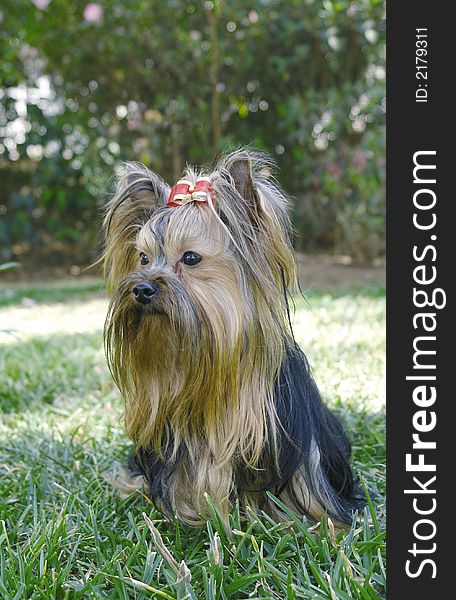 Yorkie Adult 3