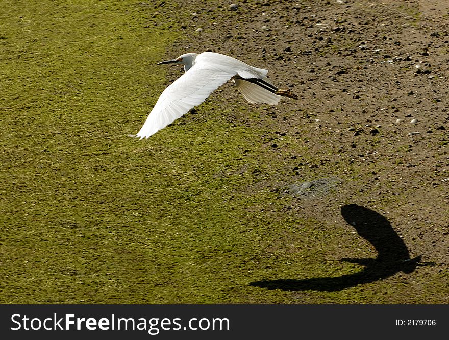 Snowy Egret in Flight