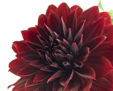 Dahlia Royalty Free Stock Photo Dahlia Royalty Free Stock Photo