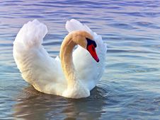 Graceful Swan Royalty Free Stock Photos Graceful Swan Royalty Free Stock Photos