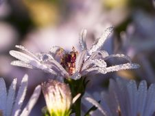 Aster And Dew Drop In Sun Royalty Free Stock Photos