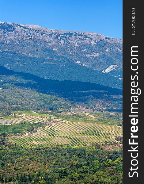 Vineyards on slopes of mountain