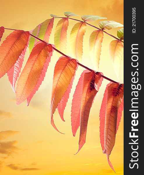 Autumn leaves at sunset background