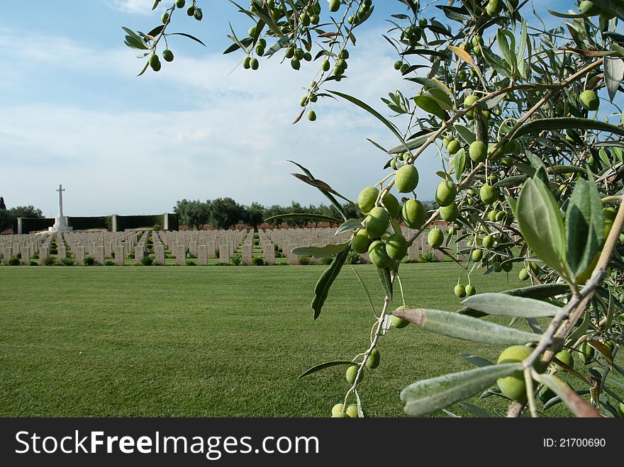 British Military Memorial And Olive Tree