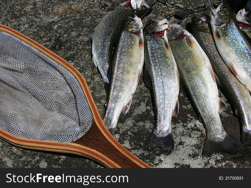 Is a brook trout harvest, in great america. Is a brook trout harvest, in great america.