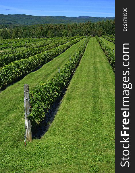 The vineyard filed in quebec, canada.