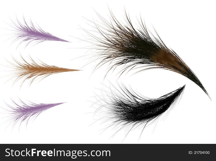 Different feathers illustration isolated on white background.