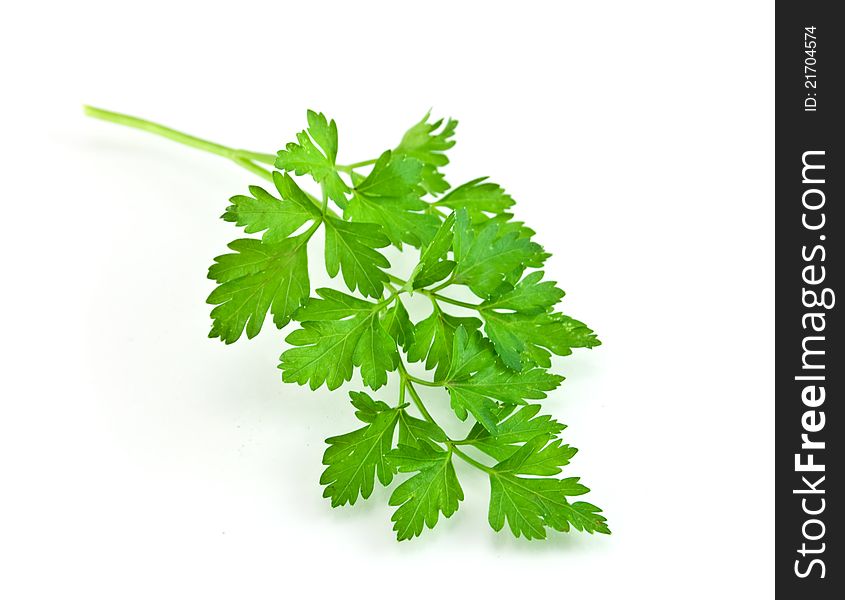 Fresh Parsley leaf  on white