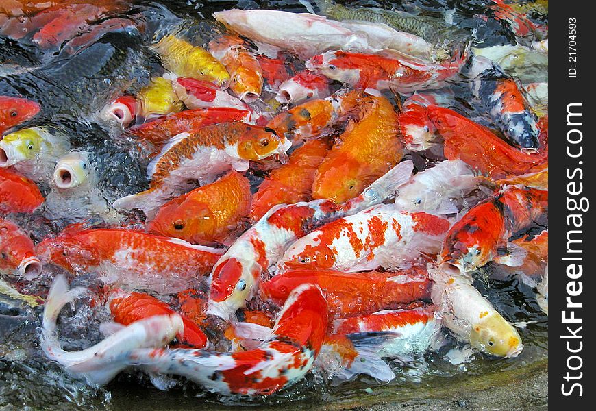 Water teeming with colorful fish