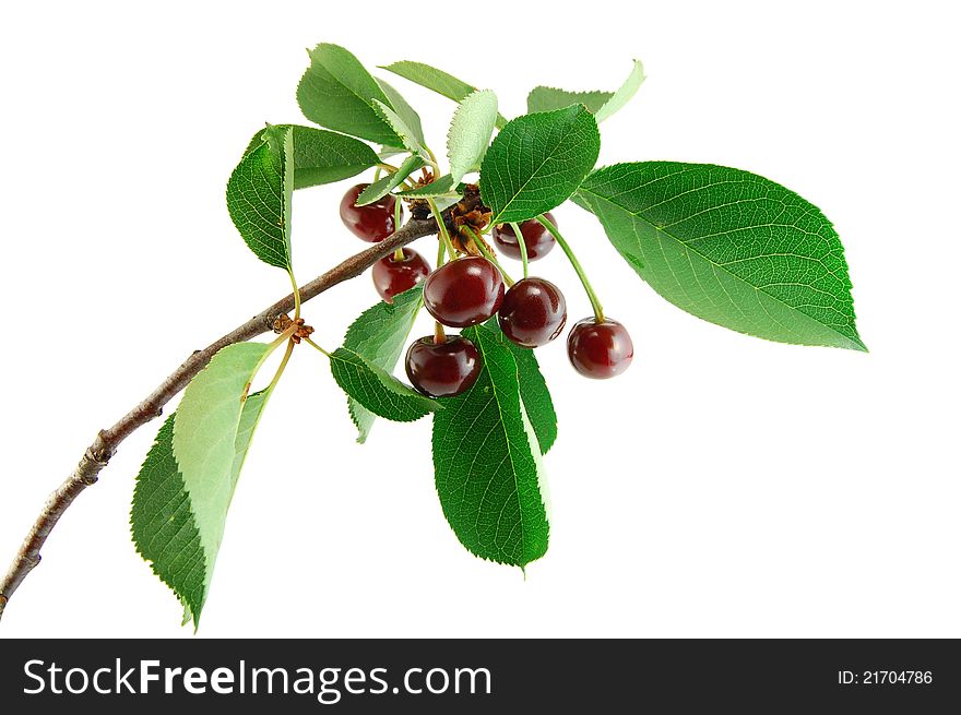 Cherries with leaves on a white background. Cherries with leaves on a white background