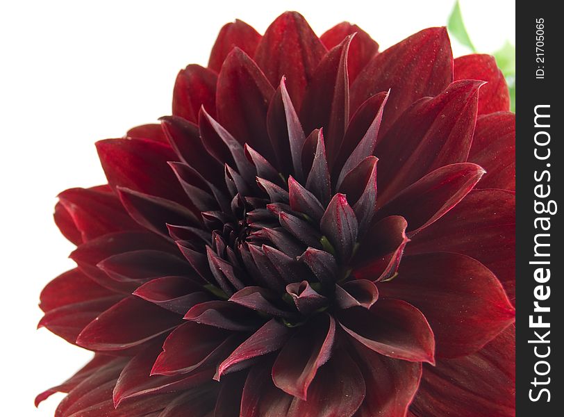 Beautiful red dahlia on a white background