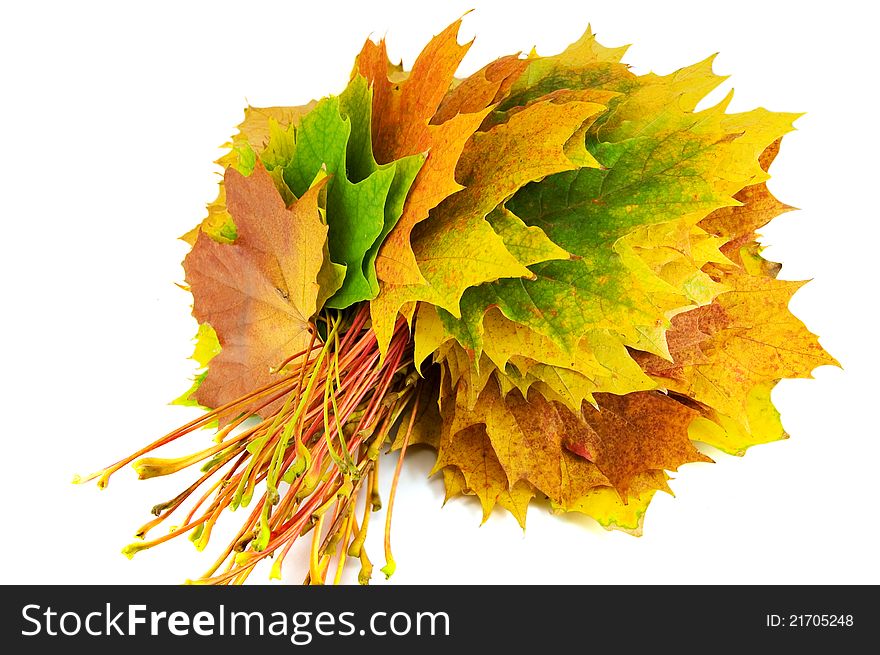 Bunch of autumn yellow leaves isolated on white